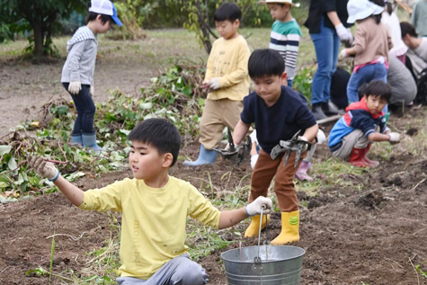 畑で芋掘りをする園児